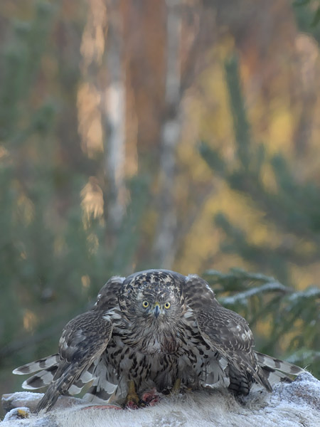 Kanahaukka, Northern Goshawk, Accipiter gentilis